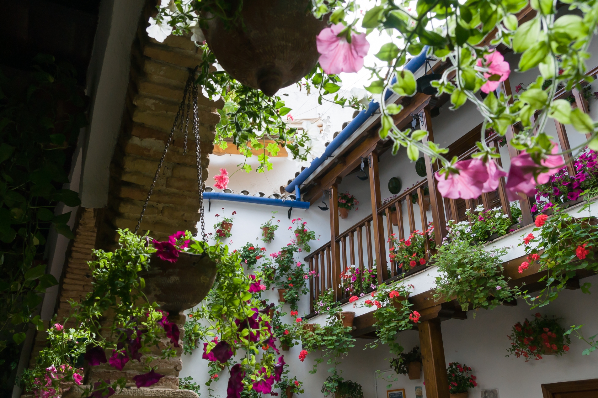Flores 13